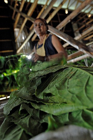 Tobacco leaves drying for Pinar del Rio cigars Cuba