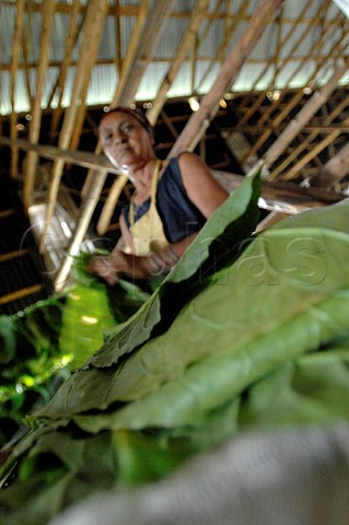 Hanging tobacco leaves to dry for Pinar del Rio cigars Cuba