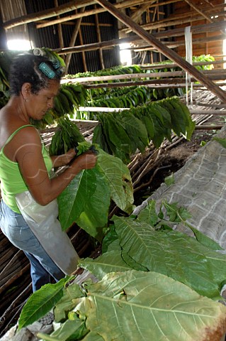 Hanging tobacco leaves to dry for Pinar del Rio cigars Cuba