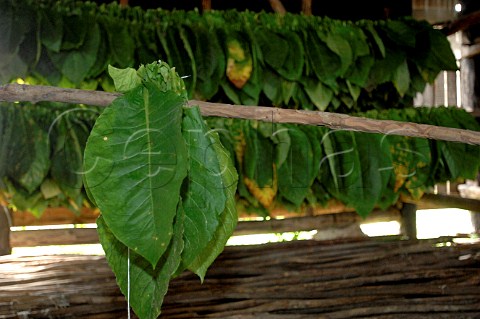 Hanging tobacco leaves to dry for Pinar del Rio cigars Cuba