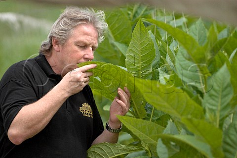 Inspecting tobacco growing for Pinar del Rio cigars Cuba