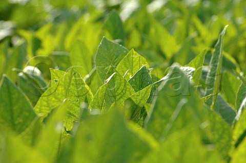 Tobacco growing for Pinar del Rio cigars Cuba