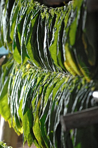 Tobacco leaves drying for Pinar del Rio cigars Cuba