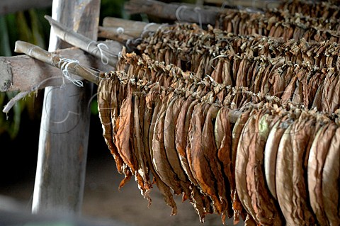 Tobacco leaves drying for Pinar del Rio cigars Cuba