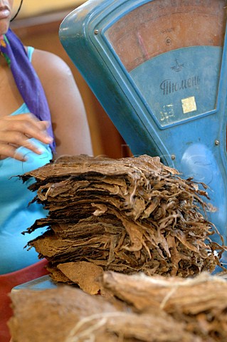 Handmade cigar production  Upmann Cigars Havana Cuba