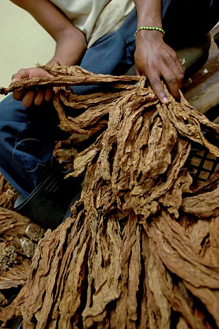 Handmade cigar production  Upmann Cigars Havana Cuba