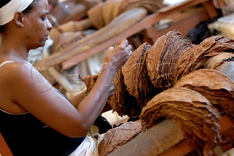 Handmade cigar production  Upmann Cigars Havana Cuba