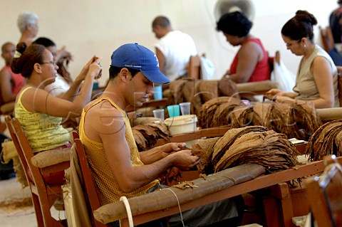 Handmade cigar production  Upmann Cigars Havana Cuba