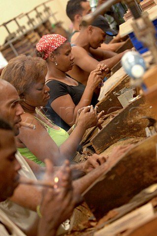 Handmade cigar production  Upmann Cigars Havana Cuba