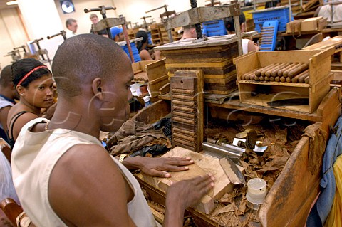 Handmade cigar production  Upmann Cigars Havana Cuba