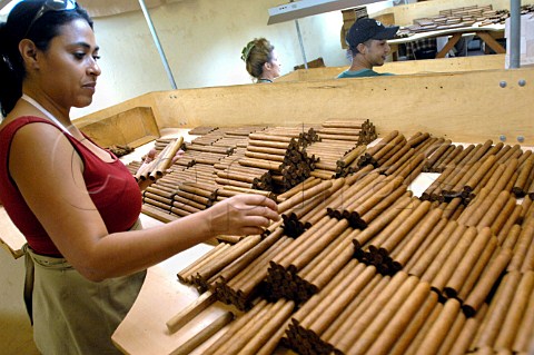 Handmade cigar production  Upmann Cigars Havana Cuba