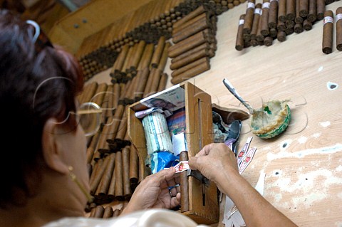 Handmade cigar production  Upmann Cigars Havana Cuba