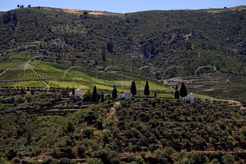 The cypress trees of Quinta de Roriz owned by the van Zeller family Ervedosa do Douro Portugal  Douro  Port