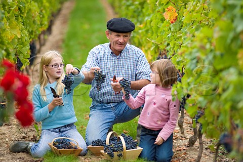 Michel Mesnard with his family picking grapes in vineyard of Chteau de Chantegrive Podensac Gironde France  Graves  Bordeaux