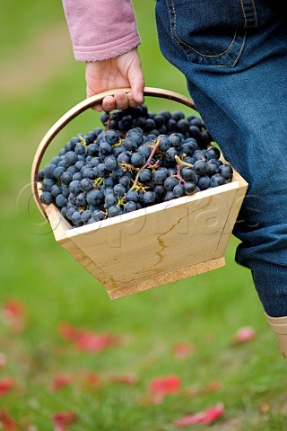 Young girl carrying baskets of grapes in vineyard of Chteau de Chantegrive Podensac Gironde France  Graves  Bordeaux