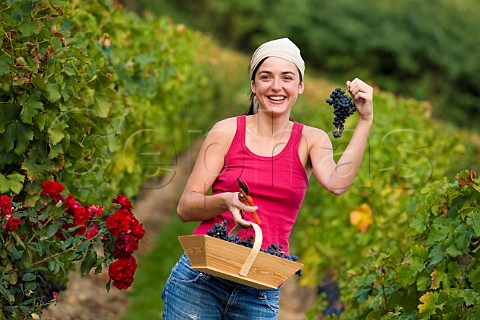 Young woman picking grapes in vineyard of Chteau de Chantegrive Podensac Gironde France  Graves  Bordeaux