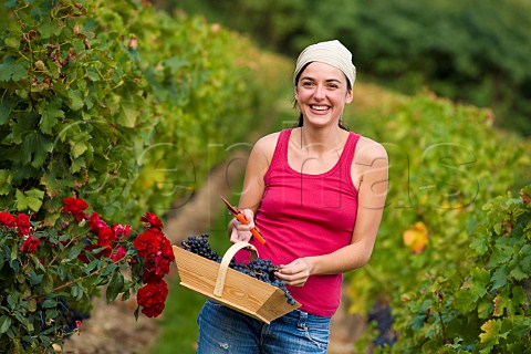 Young woman picking grapes in vineyard of Chteau de Chantegrive Podensac Gironde France  Graves  Bordeaux