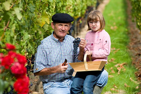 Michel Mesnard with his daughter picking grapes in vineyard of Chteau de Chantegrive Podensac Gironde France  Graves  Bordeaux