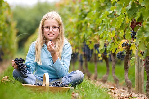 Young girl picking grapes in vineyard of Chteau de Chantegrive Podensac Gironde France  Graves  Bordeaux