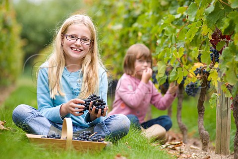 Young girls picking grapes in vineyard of Chteau de Chantegrive Podensac Gironde France  Graves  Bordeaux