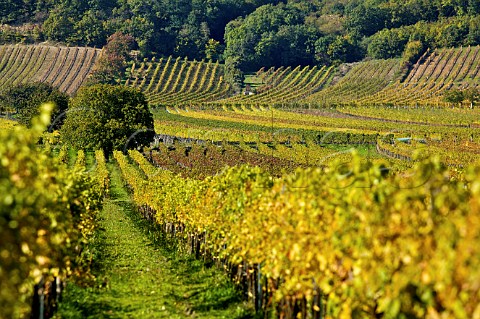 Vineyards near Winden Burgenland Austria  NeusiedlerseeHgelland