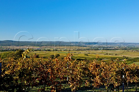 Vineyards near Schtzen am Gebirge Burgenland Austria   NeusiedlerseeHgelland