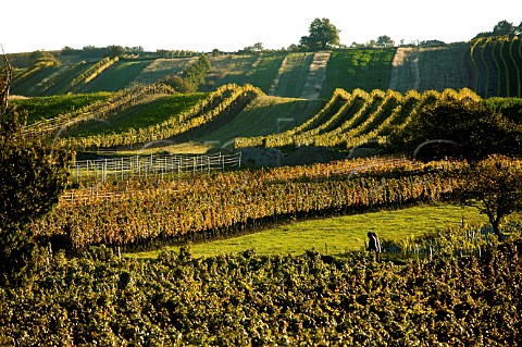 Vineyards near Schtzen am Gebirge Burgenland Austria  NeusiedlerseeHgelland