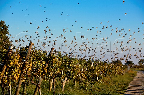 Flock of starlings over the Hlzlstein vineyards near Schtzen am Gebirge Burgenland Austria   NeusiedlerseeHgelland
