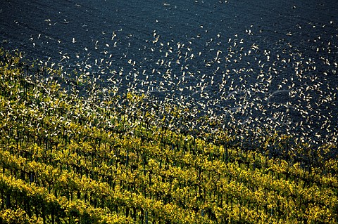 Flock of starlings over vineyard  Schtzen am Gebirge Burgenland Austria   NeusiedlerseeHgelland