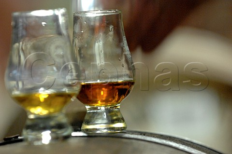 Glasses of whisky at Tullibardine distillery Blackford Perthshire Scotland
