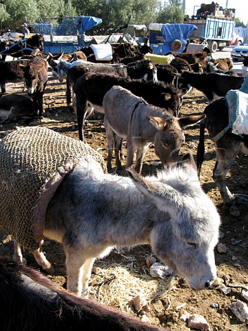 Donkeys waiting outside Marrakech souk Morocco