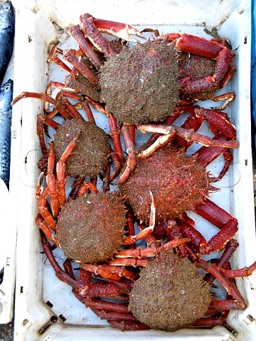 Crabs on sale Essaouira Morocco
