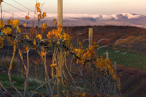 Ungrafted Zinfandel vineyard of The Pines in Mill Creek Valley near The Dalles Oregon USA   Columbia Gorge