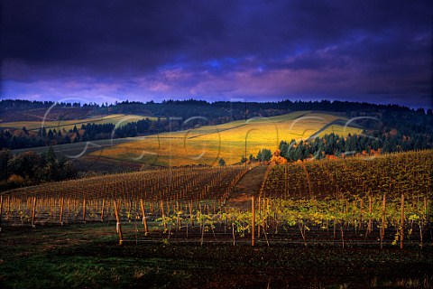 Knudsen vineyard viewed from Bella Vida vineyard on a stormy day in the Dundee Red Hills Dundee Oregon USA   Willamette Valley
