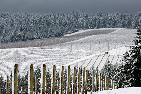 Pinot Noir vines in snow covered Bella Vida vineyard with Knudsen vineyard beyond in the Dundee Red Hills near Dundee Oregon USA Willamette Valley
