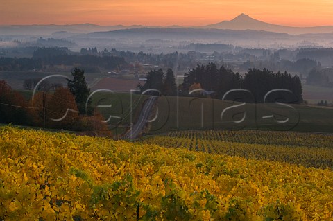 Sunrise over Mount Hood viewed from Five Mountain Vineyard of Elk Cove  near Hillsboro Oregon USA  Chehalem Mountains  Willamette Valley