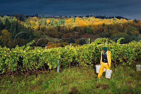 Harvesting Pinot Gris grapes in stormy weather at Willamette Valley Vineyards Turner Oregon USA  Willamette Valley