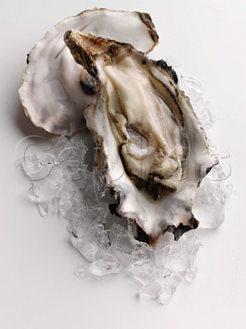 Oysters