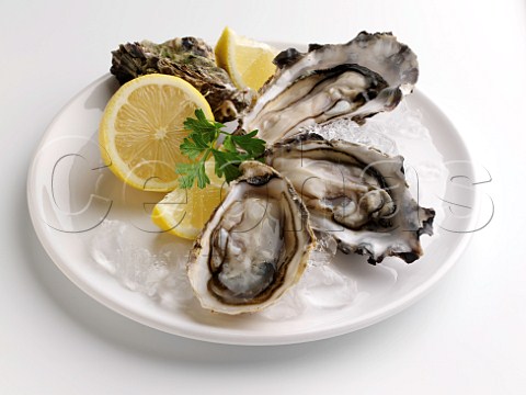 Oysters