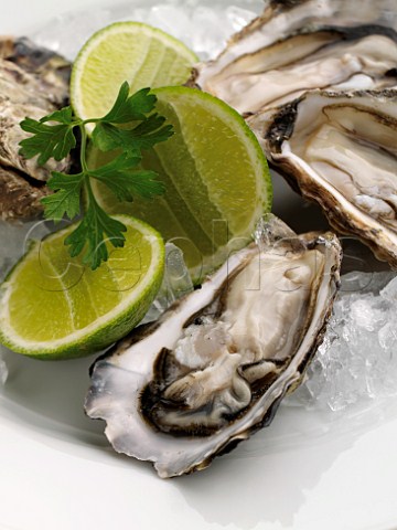 Oysters