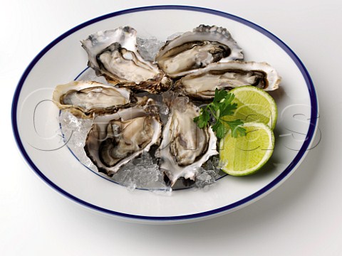 Oysters