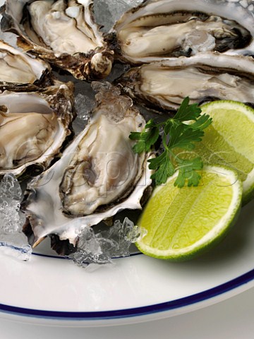 Oysters