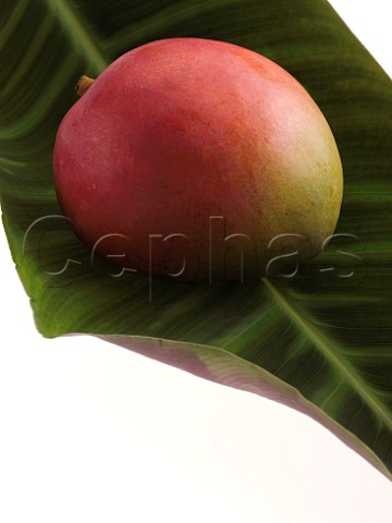 A mango on a green tropical leaf