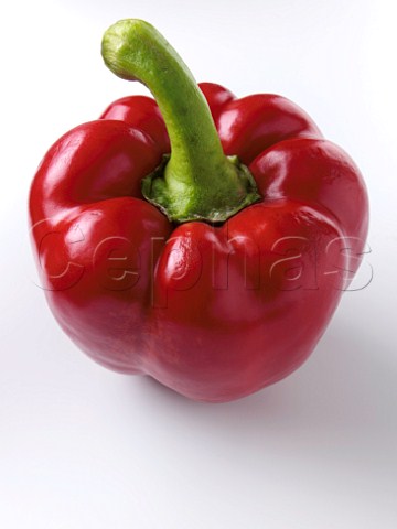 A red bell pepper on a white background