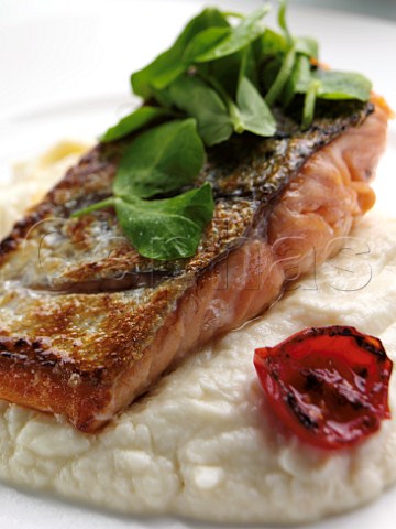 Salmon and celariac puree