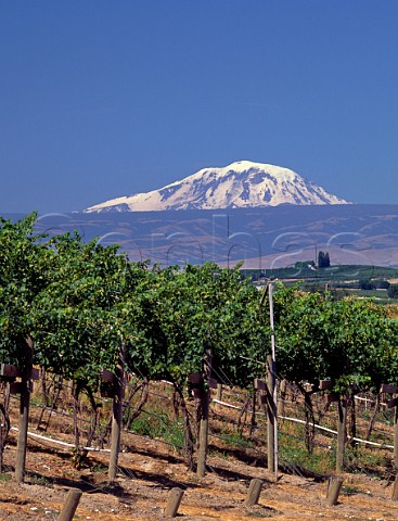 View from Sagelands Vineyard to Mount Rainier 14411 feet 79miles away Wapato Washington USA Yakima Valley AVA