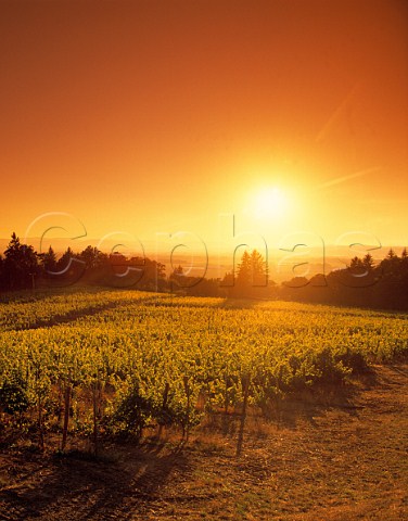 Sunset over Amity Vineyards Amity Oregon USA Willamette Valley  