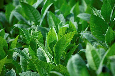 Tobacco leaves growing for Pinar del Rio cigars