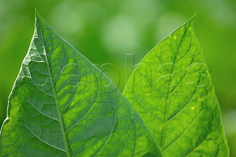 Tobacco leaves in plantation Cuba