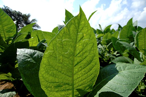 Tobacco leaves in plantation Cuba